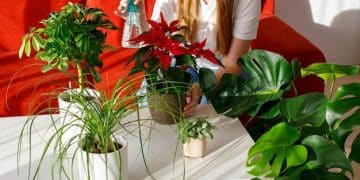 Plantas de Interior de SHEIN 2025: Guía para un Hogar Saludable - Cover Image