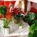 Plantas de Interior de SHEIN 2025: Guía para un Hogar Saludable - Cover Image