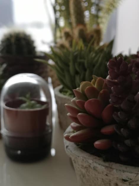 An up-close shot of a variety of small potted indoor plants from SHEIN displayed on a white shelf. The plants include succulents, ferns, and small flowering plants, all with healthy, green foliage. The background is a blurred living room setting.