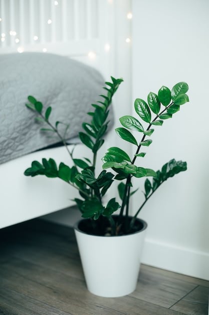 A close-up shot of a ZZ plant in a modern grey pot from SHEIN. The plant has glossy, dark green leaves and is positioned against a white wall with minimalist decor.